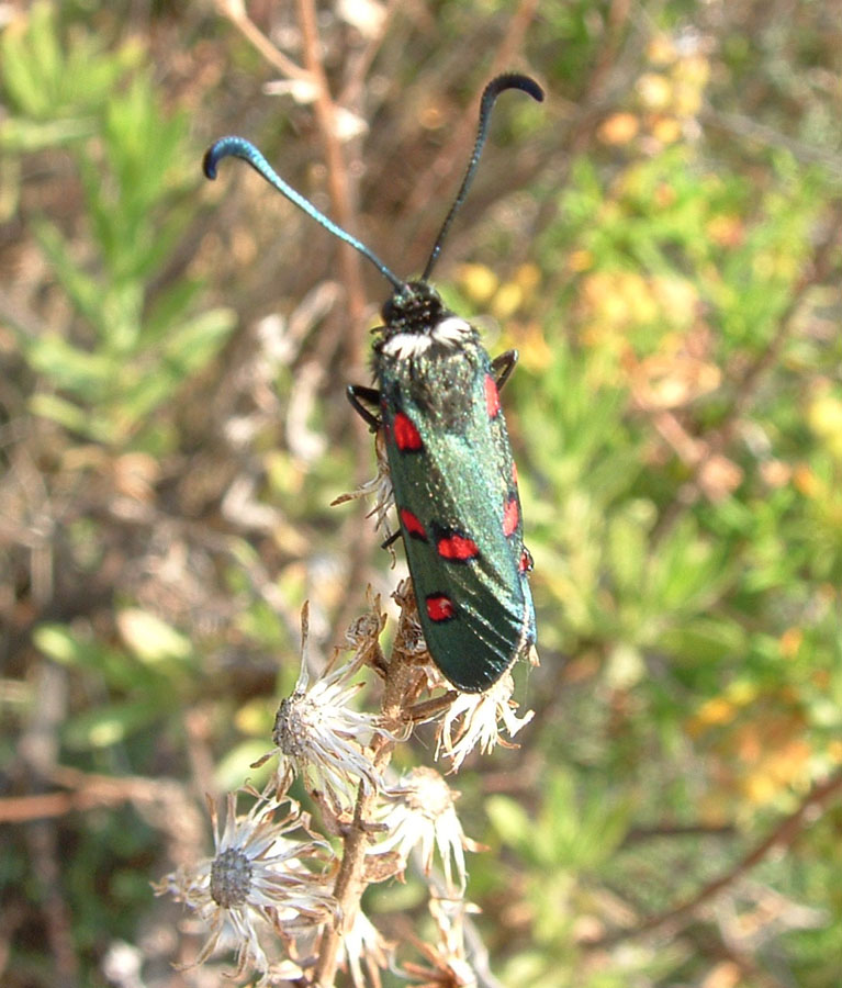 Zygaena lavandulae e Stenopterus